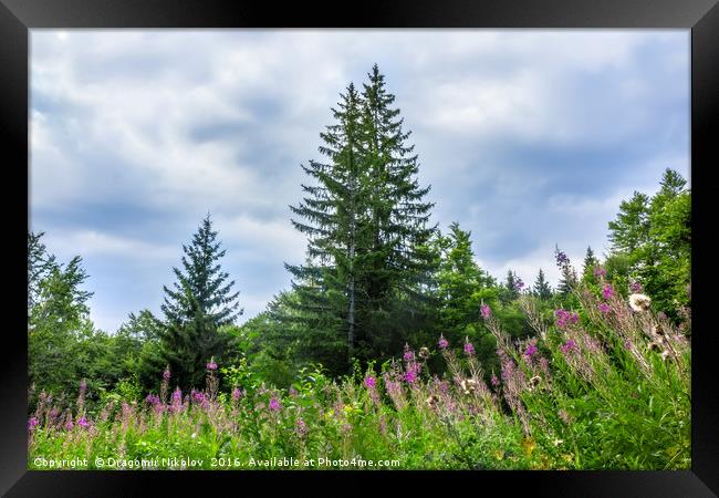 Landscape with spruce and glade with blooming fire Framed Print by Dragomir Nikolov