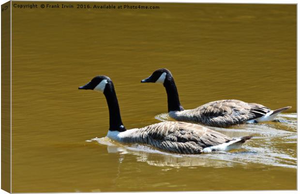 Canade Geese enjoying a sunny paddle. Canvas Print by Frank Irwin