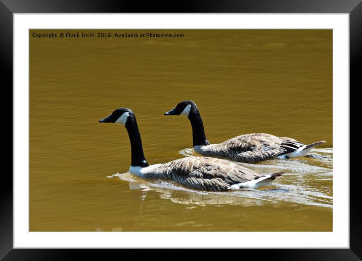 Canade Geese enjoying a sunny paddle. Framed Mounted Print by Frank Irwin