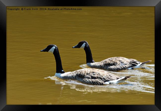 Canade Geese enjoying a sunny paddle. Framed Print by Frank Irwin