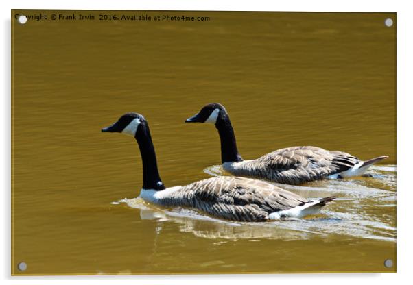 Canade Geese enjoying a sunny paddle. Acrylic by Frank Irwin