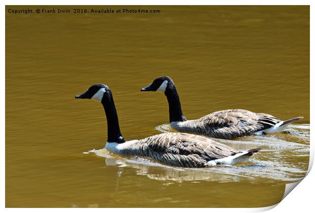Canade Geese enjoying a sunny paddle. Print by Frank Irwin