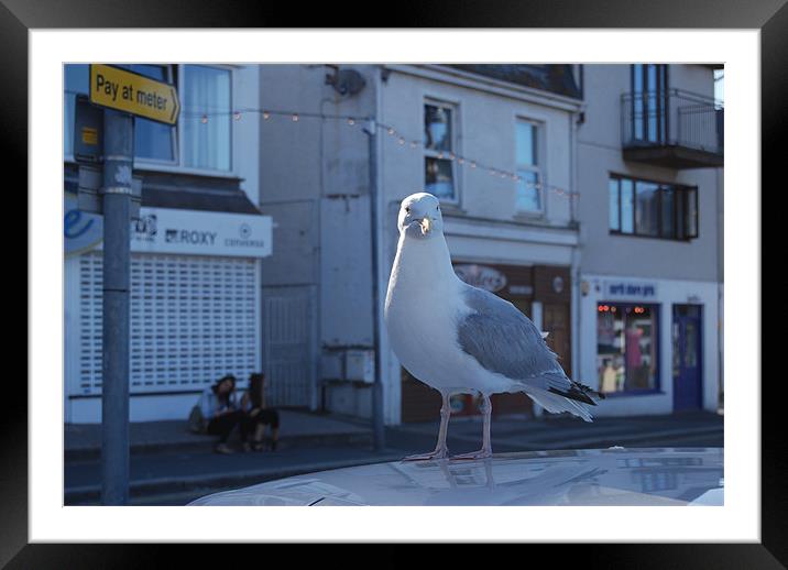 The Newquay Seagul Framed Mounted Print by Ryan Jeavons