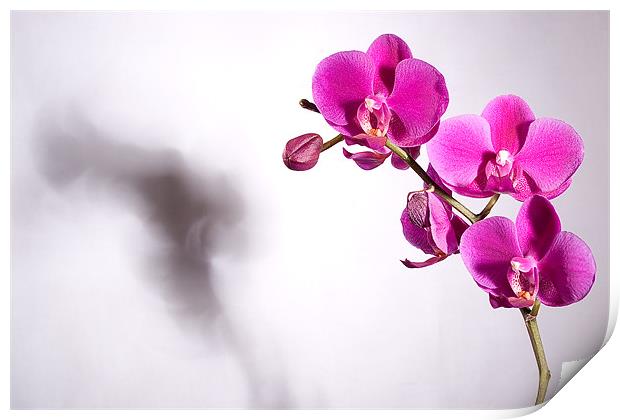 Orchid's Shadow Print by Jeni Harney