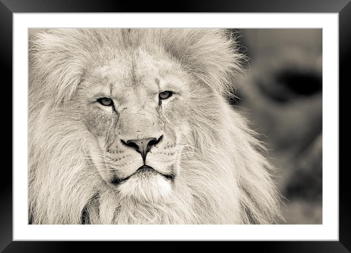 lion Framed Mounted Print by Simon Wrigglesworth