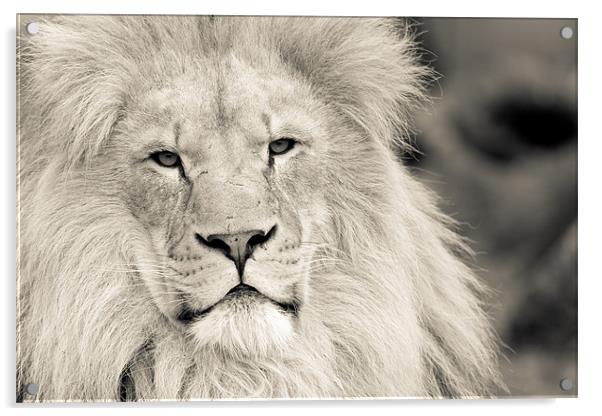 lion Acrylic by Simon Wrigglesworth