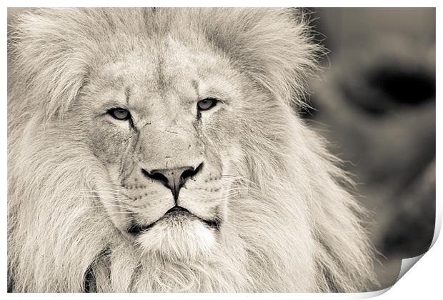 lion Print by Simon Wrigglesworth