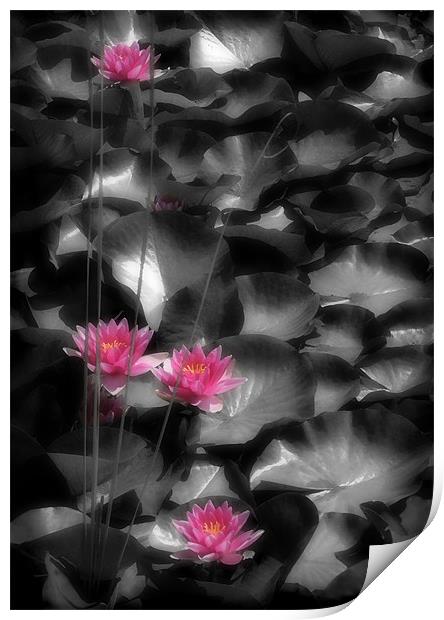 RED WATER LILIES Print by Anthony R Dudley (LRPS)