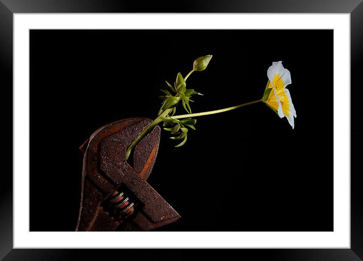 Delicate Touch Framed Mounted Print by John Boyle