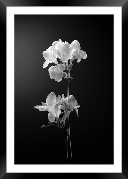 Floral in mono Framed Mounted Print by John Boyle