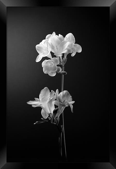 Floral in mono Framed Print by John Boyle