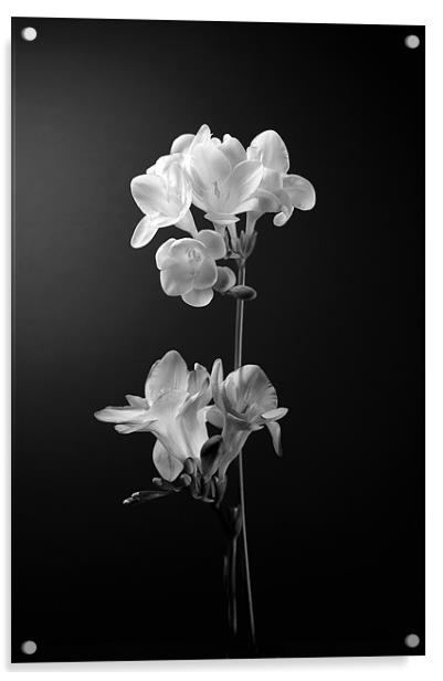 Floral in mono Acrylic by John Boyle