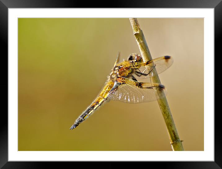 Four Spotted Chaser Framed Mounted Print by Robert Geldard