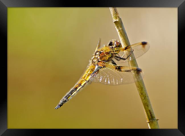 Four Spotted Chaser Framed Print by Robert Geldard