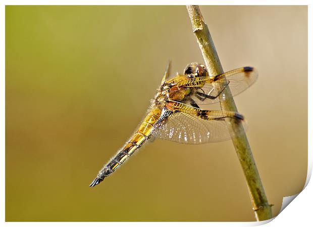 Four Spotted Chaser Print by Robert Geldard