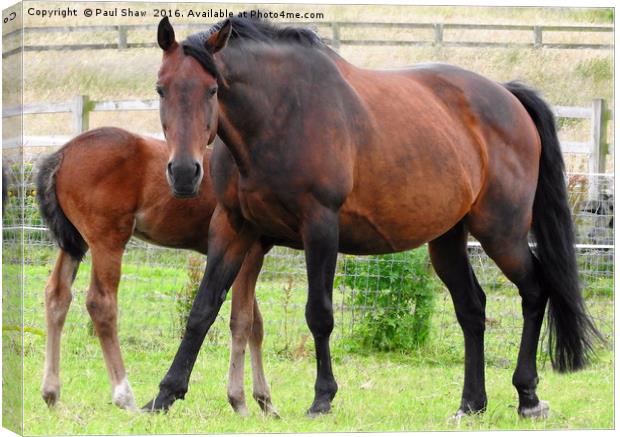 horse and foal Canvas Print by Paul Shaw