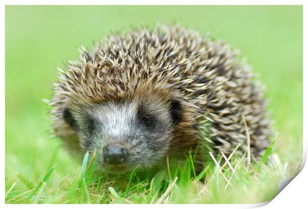 Hedgehog Print by Macrae Images