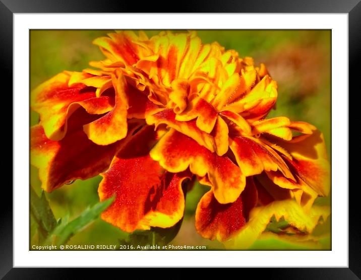 "ARTY MARIGOLD" Framed Mounted Print by ROS RIDLEY
