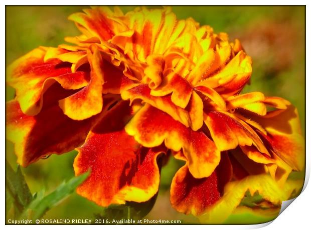 "ARTY MARIGOLD" Print by ROS RIDLEY