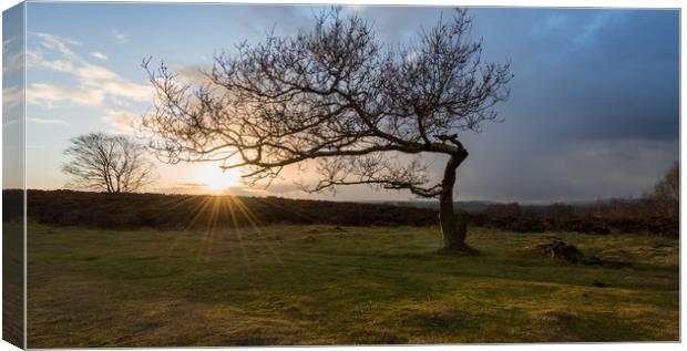 Stanton Moor Leaning Tree Canvas Print by James Grant