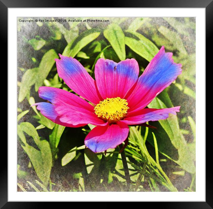 flower in the sun Framed Mounted Print by Derrick Fox Lomax