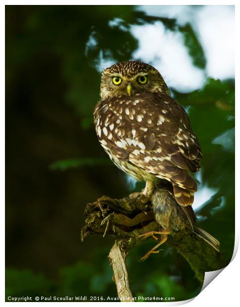 Little Owl with prey Print by Paul Scoullar