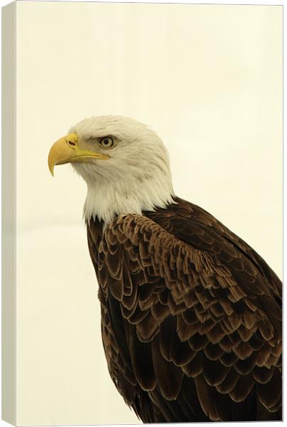 American Golden Eagle Canvas Print by Chris Day