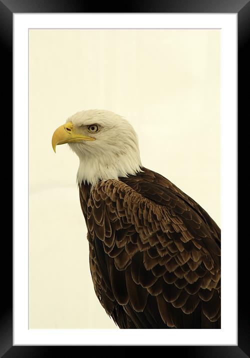 American Golden Eagle Framed Mounted Print by Chris Day