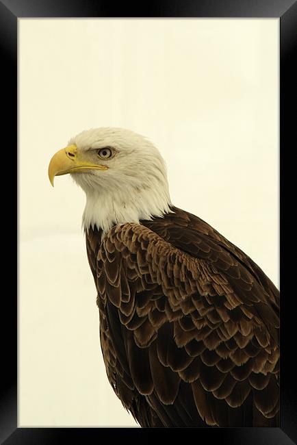 American Golden Eagle Framed Print by Chris Day