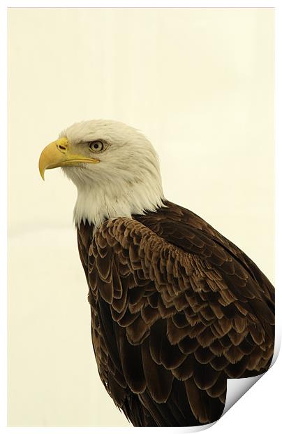 American Golden Eagle Print by Chris Day