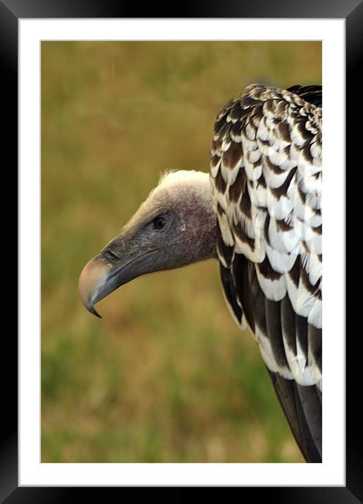 Ruppels Griffin Vulture Framed Mounted Print by Chris Day