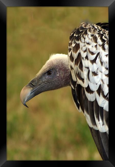 Ruppels Griffin Vulture Framed Print by Chris Day