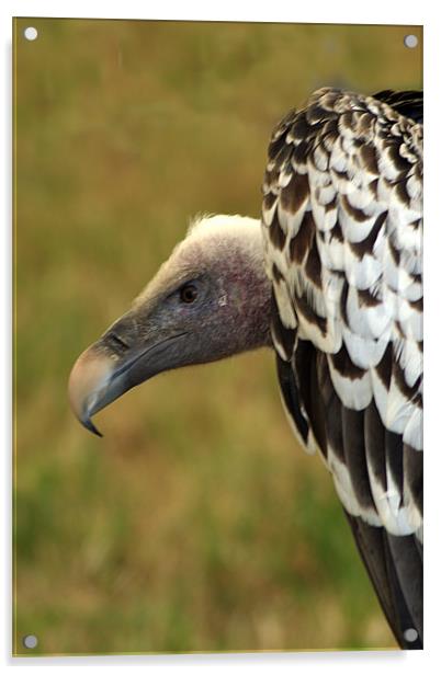 Ruppels Griffin Vulture Acrylic by Chris Day