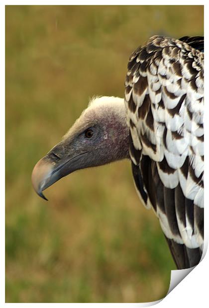 Ruppels Griffin Vulture Print by Chris Day