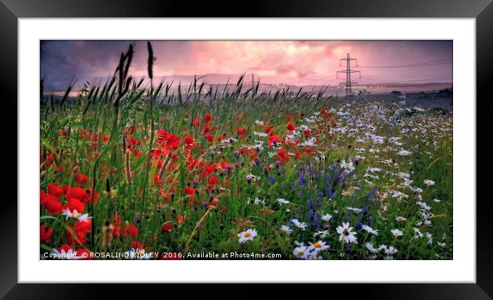 "SUN SETTING OVER THE POPPY FIELDS OF COUNTY DURHA Framed Mounted Print by ROS RIDLEY