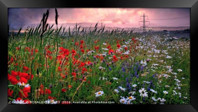 "SUN SETTING OVER THE POPPY FIELDS OF COUNTY DURHA Framed Print by ROS RIDLEY