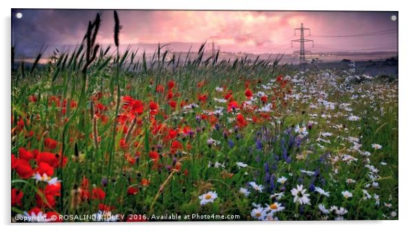 "SUN SETTING OVER THE POPPY FIELDS OF COUNTY DURHA Acrylic by ROS RIDLEY