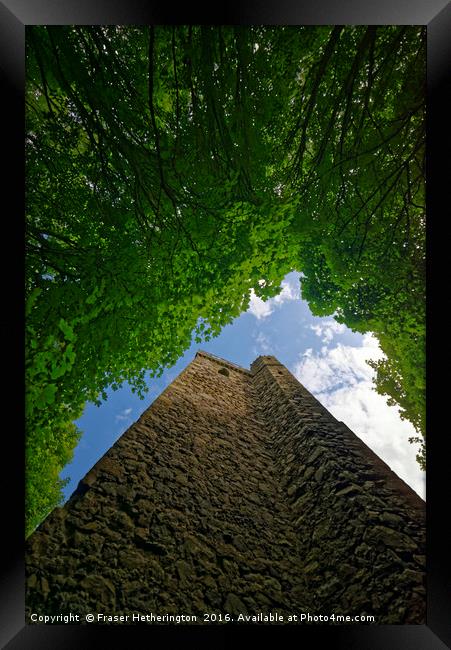 Sky full of Leaves Framed Print by Fraser Hetherington