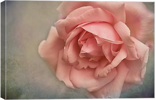 Rose New Dawn Canvas Print by Jacqi Elmslie