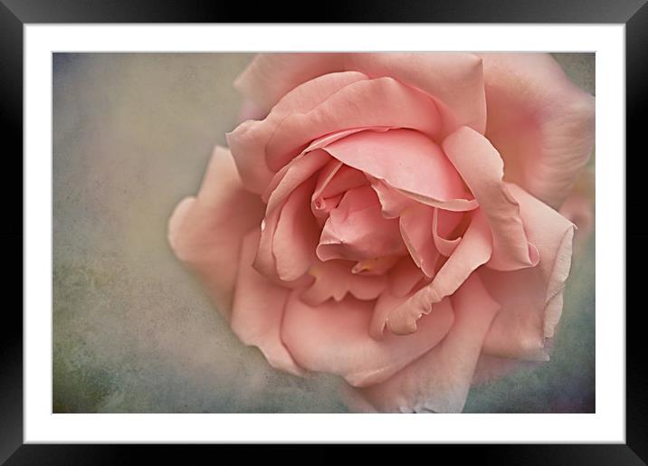 Rose New Dawn Framed Mounted Print by Jacqi Elmslie