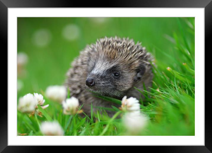 Hedgehog Framed Mounted Print by Macrae Images