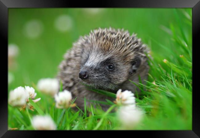 Hedgehog Framed Print by Macrae Images