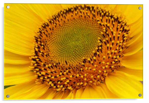 middle of sunflower Acrylic by Marinela Feier