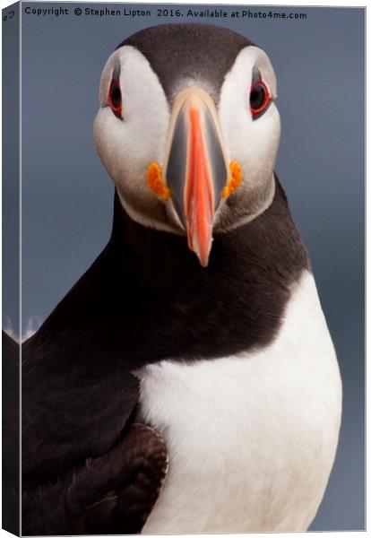 Atlantic Puffin, Isle of May Canvas Print by Stephen Lipton