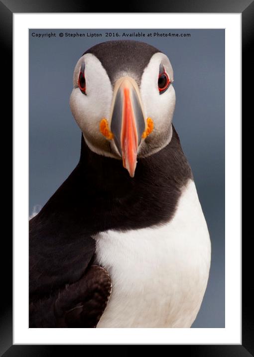 Atlantic Puffin, Isle of May Framed Mounted Print by Stephen Lipton