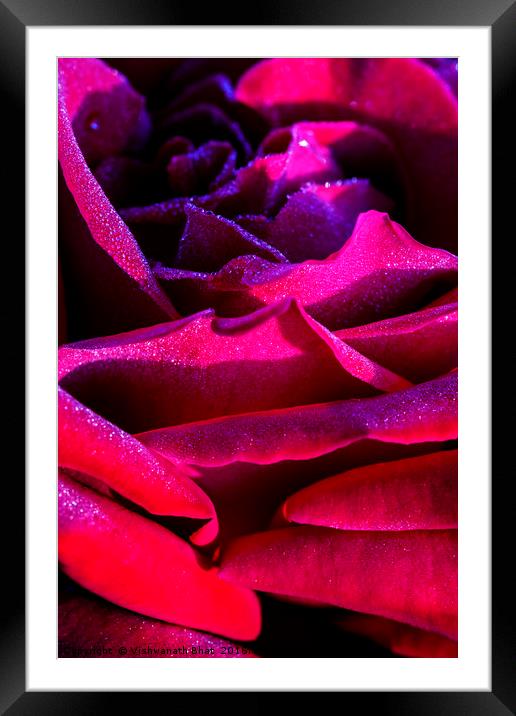 Layers of red rose petals Framed Mounted Print by Vishwanath Bhat