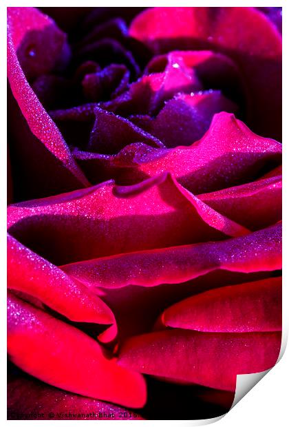 Layers of red rose petals Print by Vishwanath Bhat