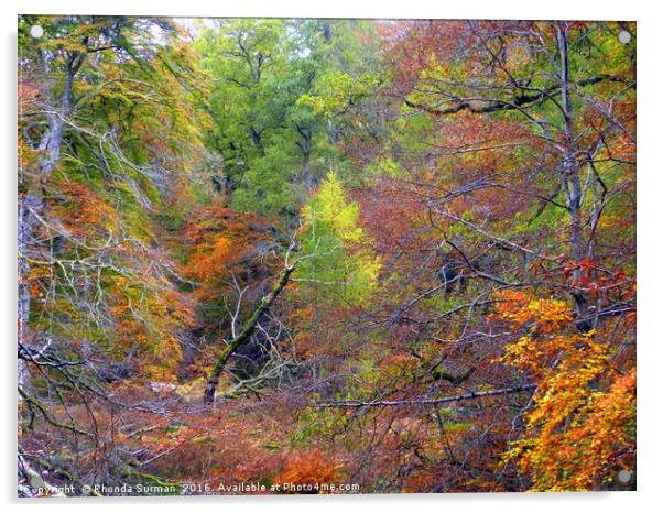 Cawdor Woods in Autumn Acrylic by Rhonda Surman