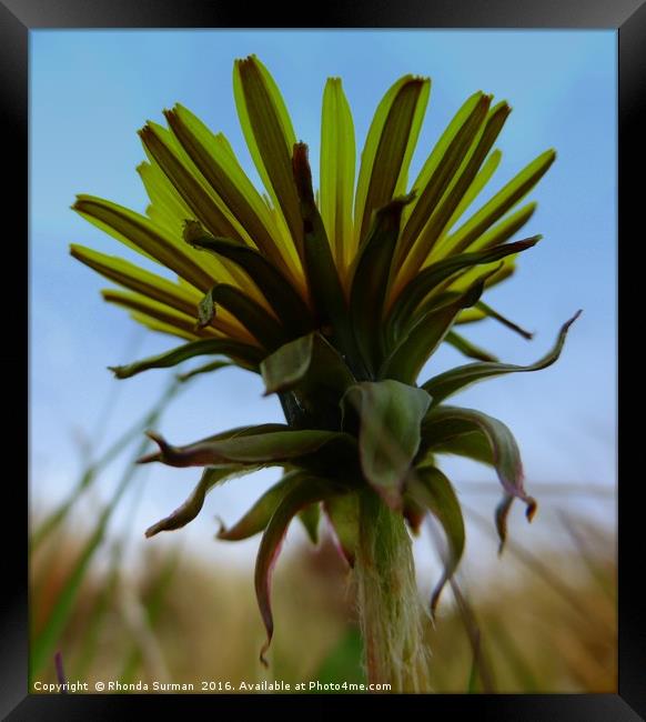 Dandelion against the sky Framed Print by Rhonda Surman