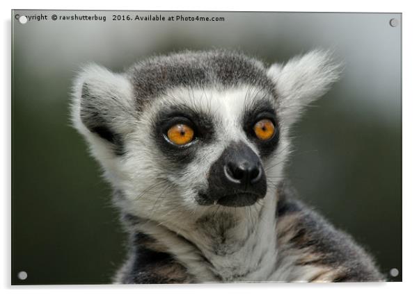 Ring-Tailed Lemur Stare Acrylic by rawshutterbug 